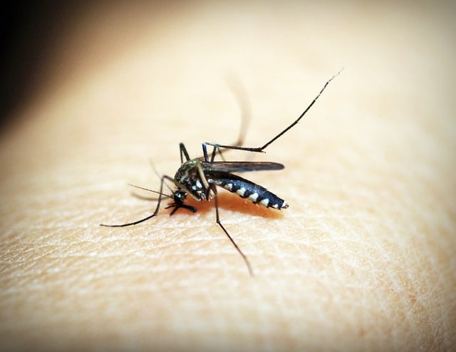 Dengue assurance santé Brésil