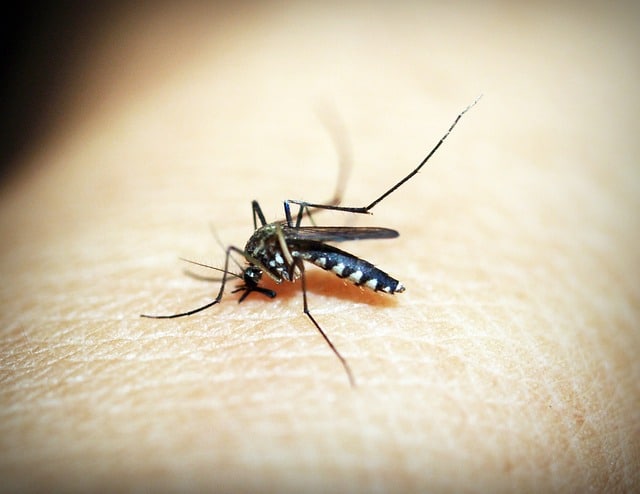 Dengue assurance santé